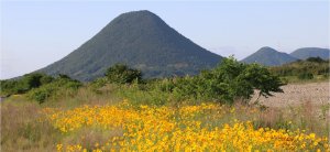 飯野山とコスモス